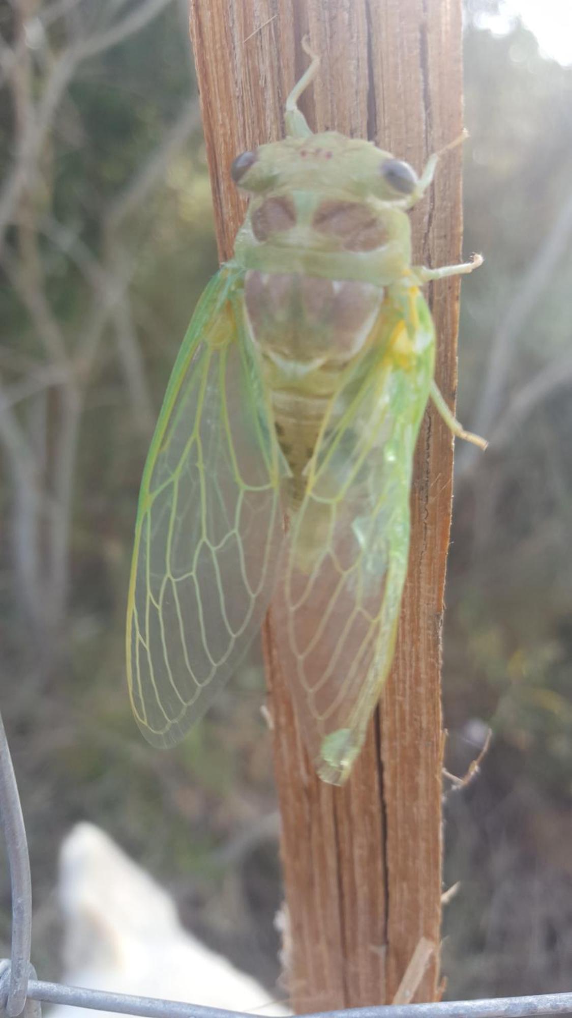 Gite Dans Ancienne Bergerie En Pleine Garrigue Fraissé-des-Corbières Εξωτερικό φωτογραφία