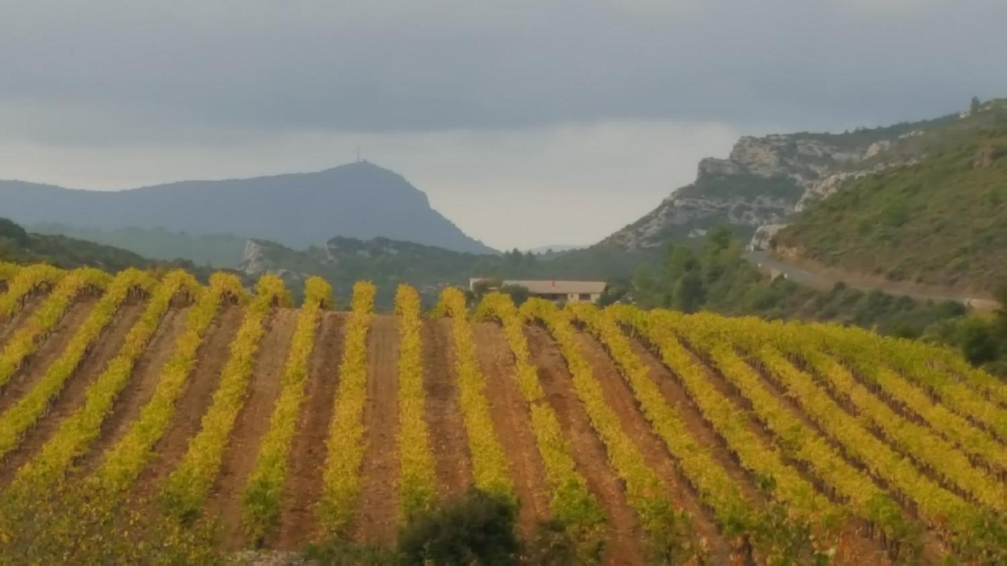 Gite Dans Ancienne Bergerie En Pleine Garrigue Fraissé-des-Corbières Εξωτερικό φωτογραφία